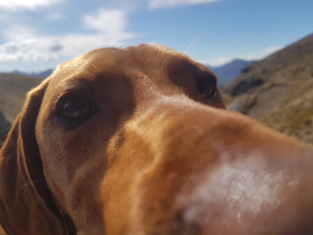 Parker Conservation Dog Team Member!