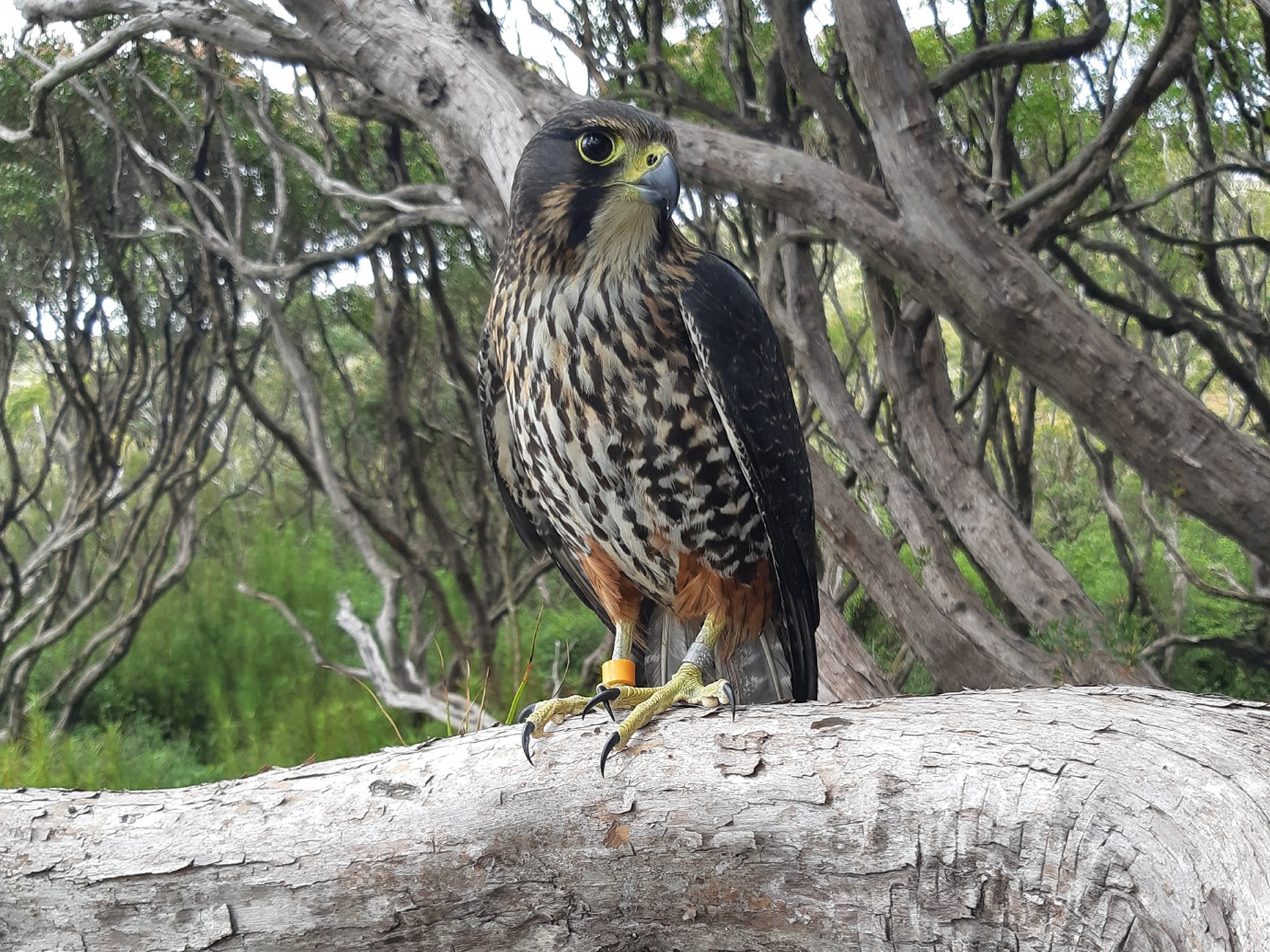 Kārearea / New Zealand falcon