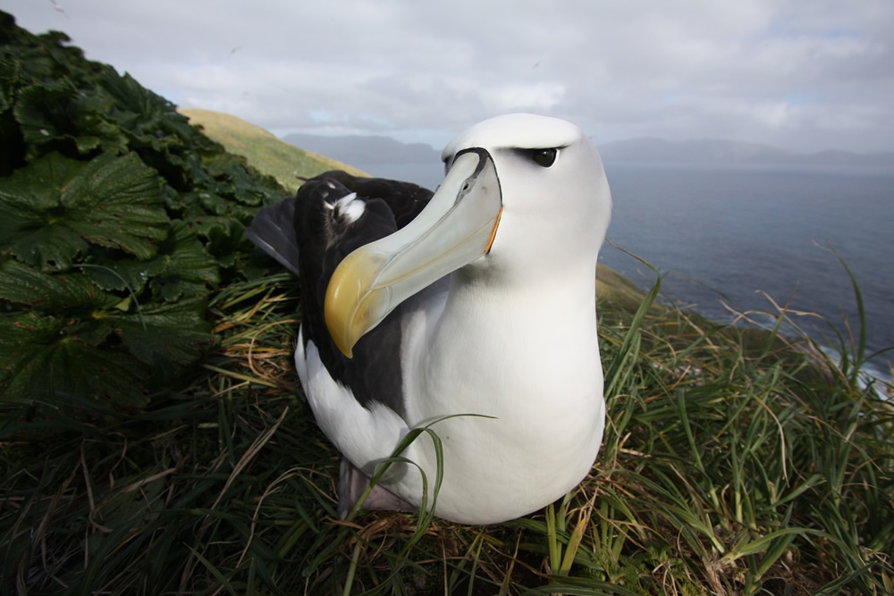 Southern Ecosystems and Seabirds