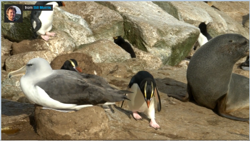 Bounty Islands Video - Parker Conservation